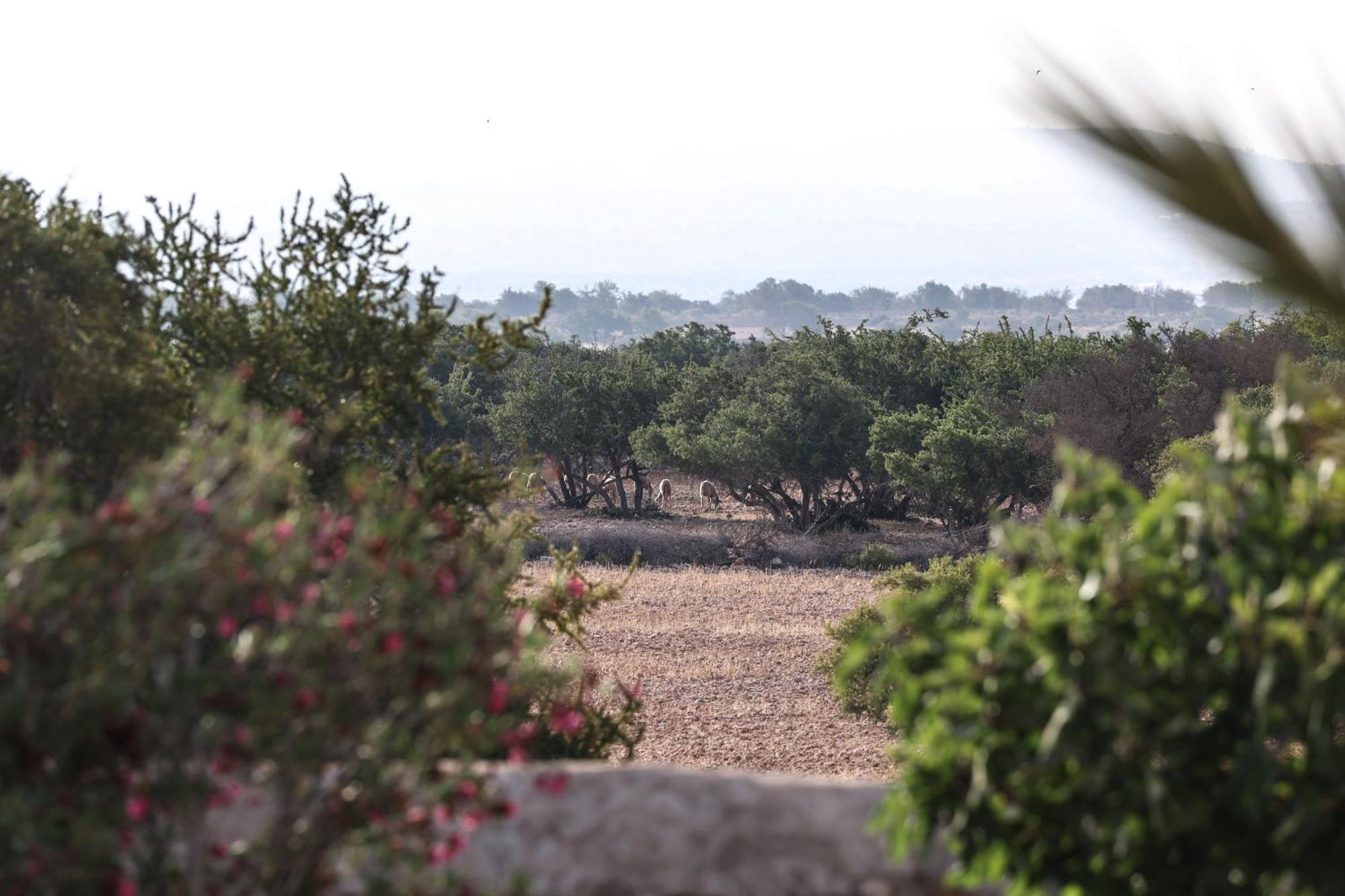 Des Arganiers * Essaouira